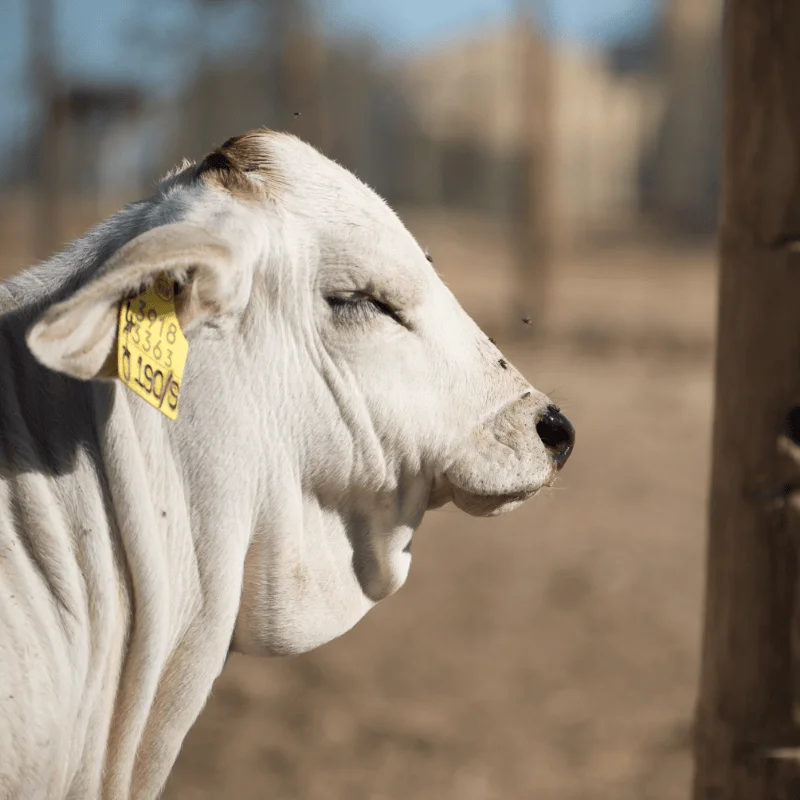 6. Brahamns Thumbnail